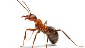 formosan-termite-soldier